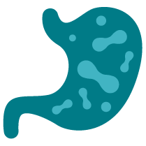 supports digestive health<sup>‡*</sup>
