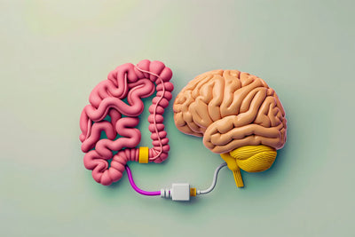 How Does the Gut-Brain Connection Work and What Can You Do To Support It?