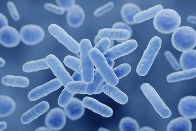 Single-Strain vs. Multi-Strain Probiotics: Which One Is Actually Better?