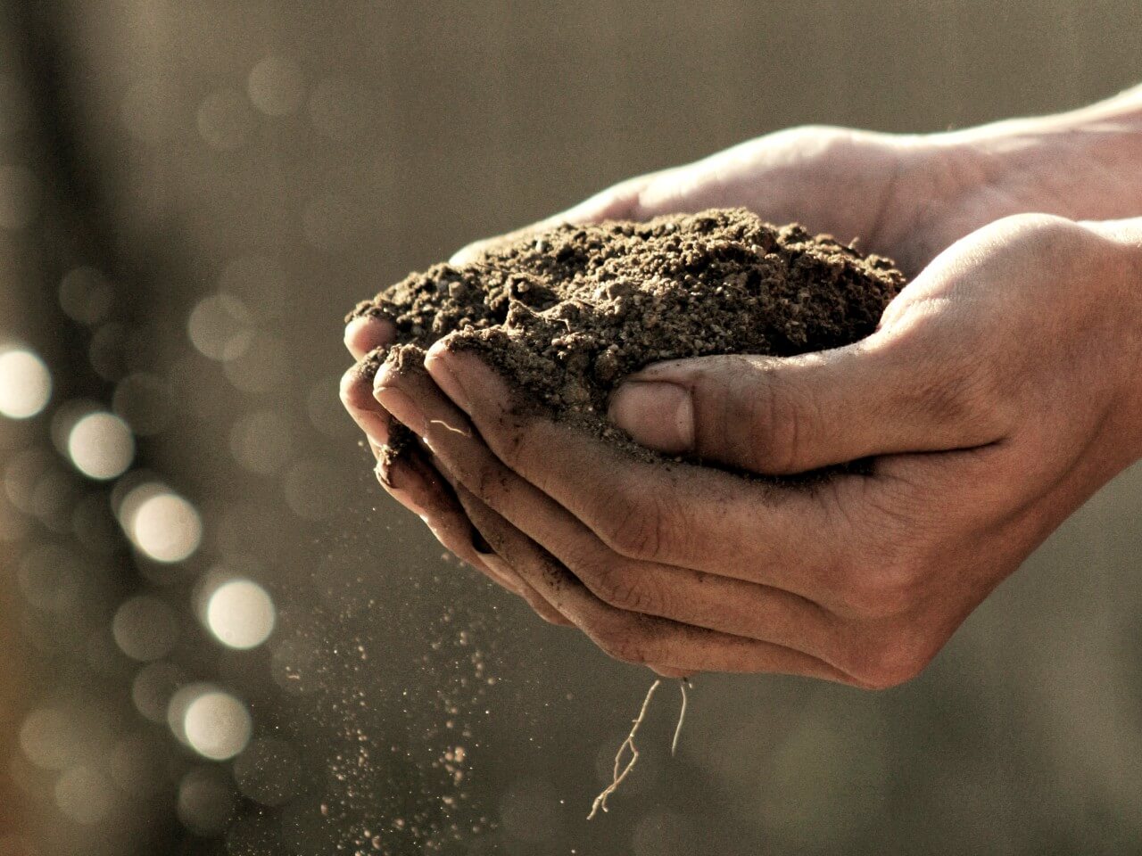 Hands holding a pile of dirt to show soil-based probiotics