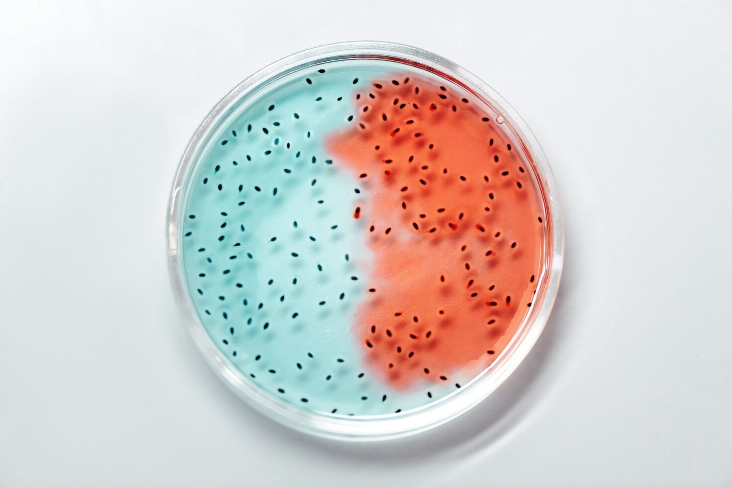 Lactobacillus acidophilus in a petri dish