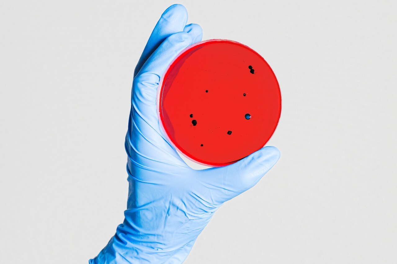 Gloved hand holding a red petri dish with lactobacillus rhamnosus
