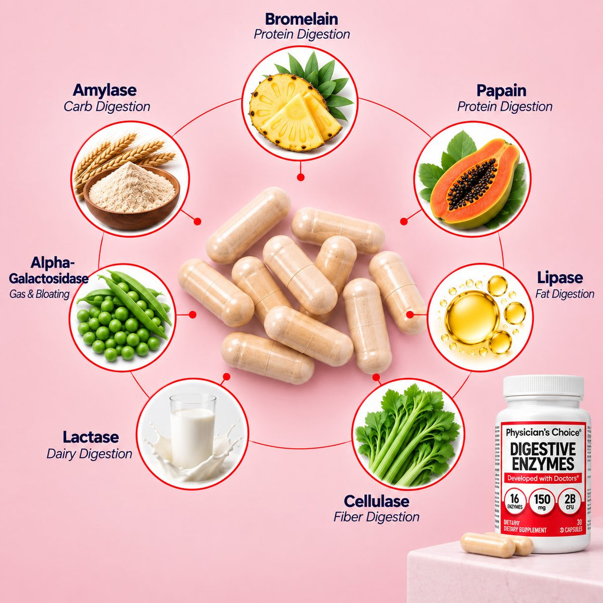 Digestive Enzymes: bromelain, papain, lipase, cellulase, lactase, alpha-galactosidase and amylase