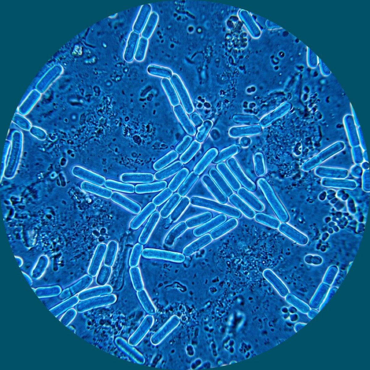Micrograph of rod-shaped probiotic cells