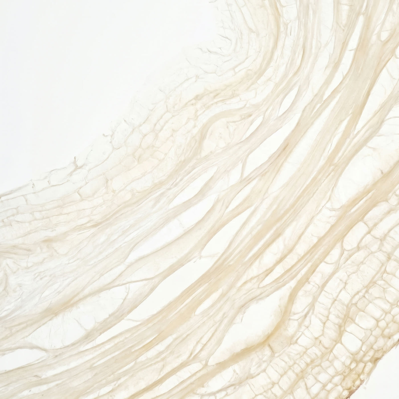 Macro detail of raw plant fibre used in Physician's Choice formulas